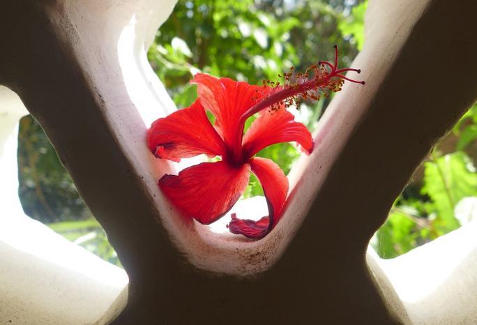 Frangipani Cottages Diani Beach Exterior foto